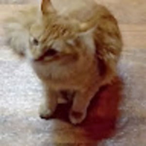 Meet your Posher, Virginia